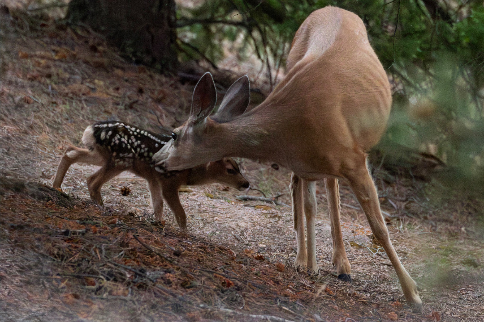 Doe tending to her newborn fawn