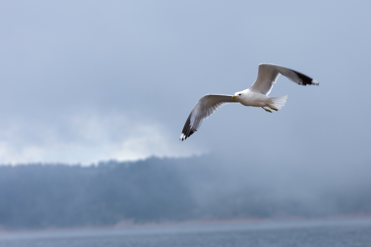 Gull banking in flight against a mountain sky