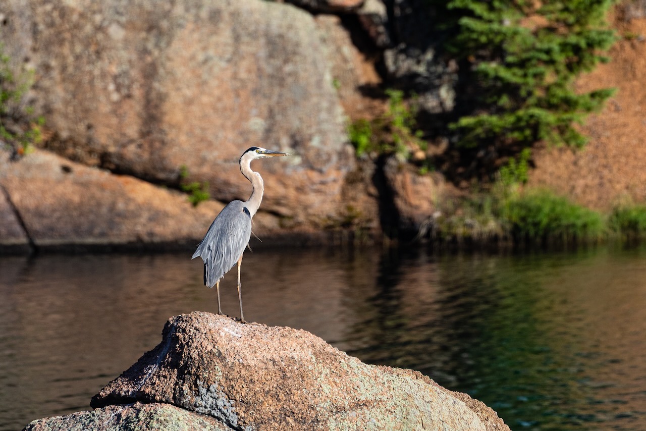 Great blue heron standing on a rock beside mountain water