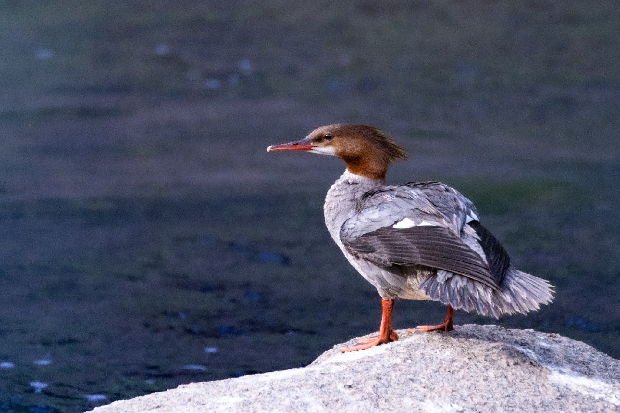 Merganser standing beside dark water