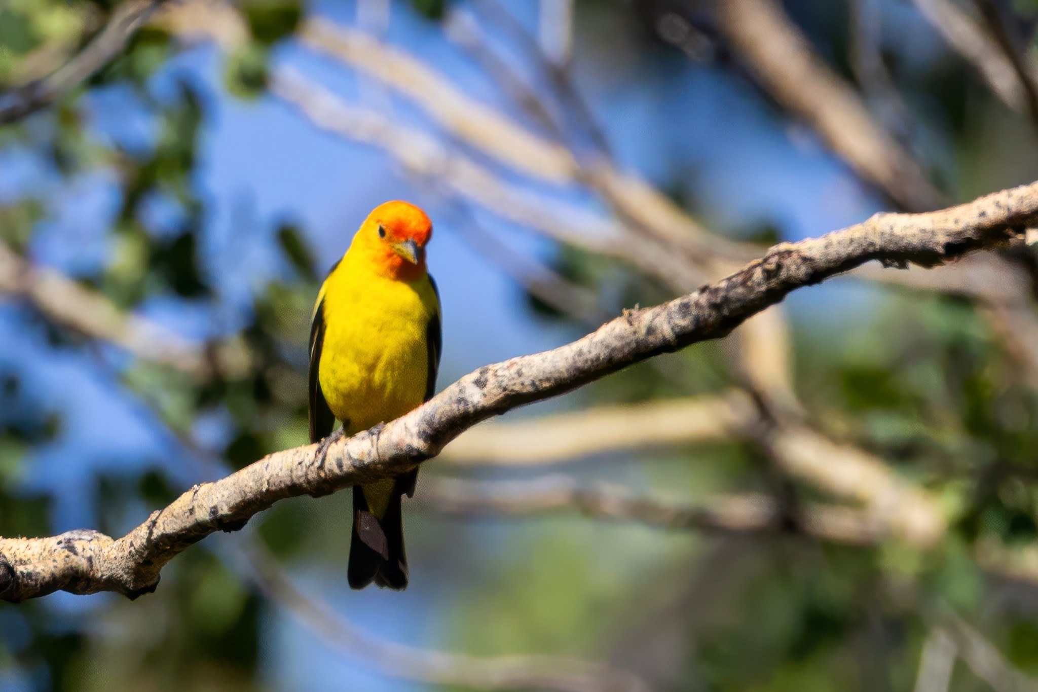 Western tanager perched on a branch